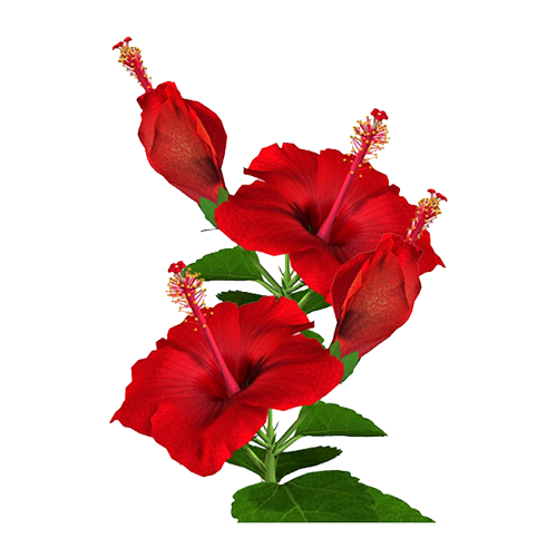 Hibiscus Note copy_result