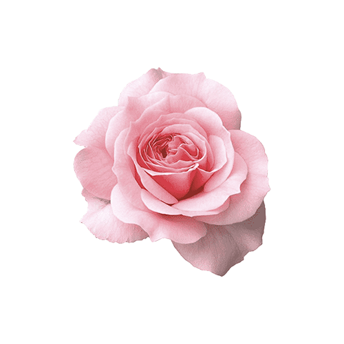 Majestic Rose copy_result